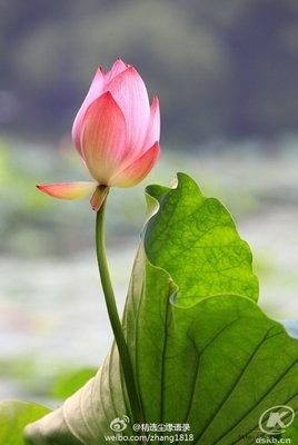 我只愿你智慧如水