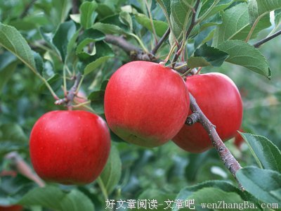 苹果