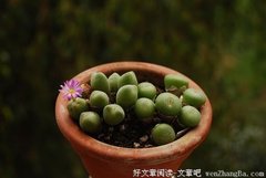 山羊也奇葩