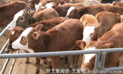 宰牛和缺牛