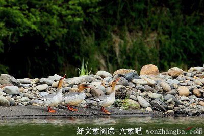 失踪的鸭子