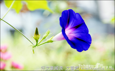 红盆和黑盆