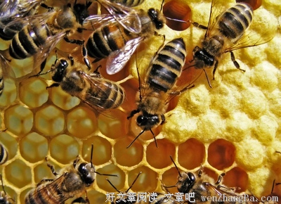 只有好东西蜜蜂才会去