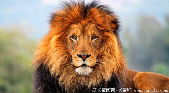 狮子的不易