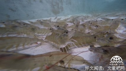 高手的秘密