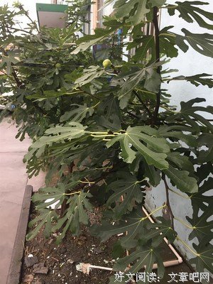 不开花的无花果