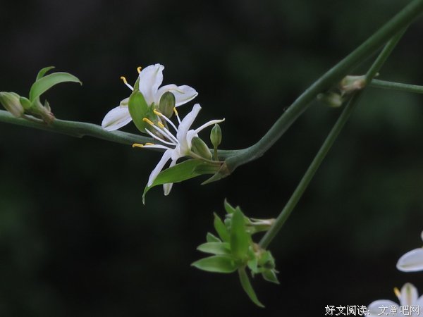 吊兰上的缺痕