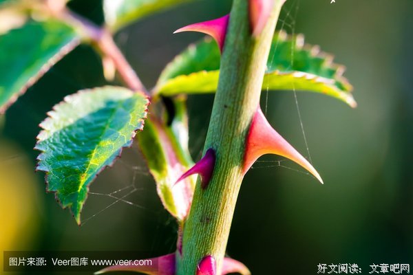 玫瑰上的尖刺