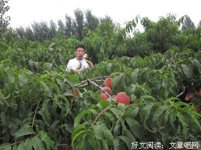 摘桃