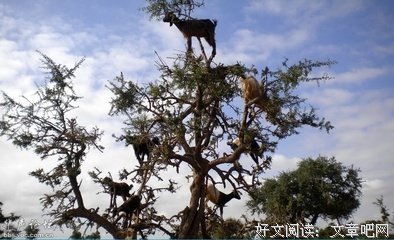 学会爬树