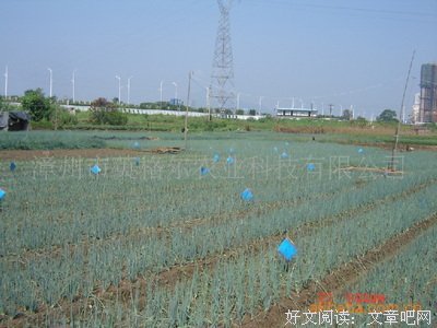粘虫的鬼把戏