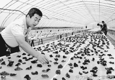 二茬稻子长不了
