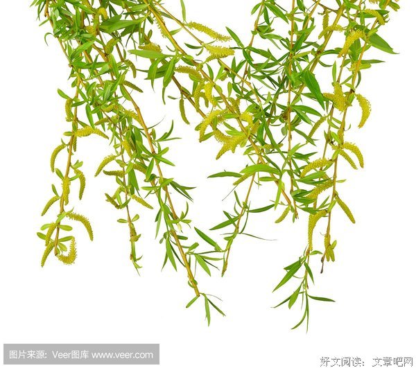 没有方向的柳树
