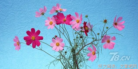 让不可能变成可能的棕包花