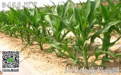 掰掉多余的棒子