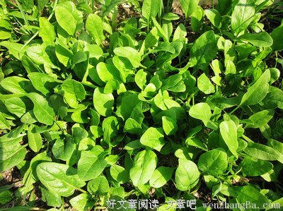 菜园杂记