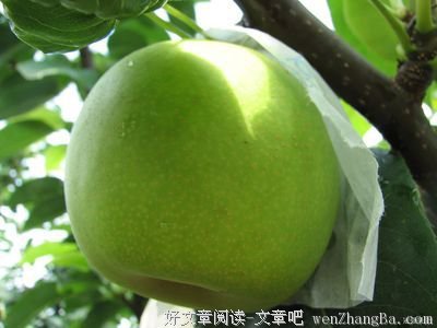  梨，以及其他