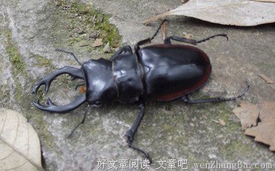 这是我听过关于“孤独”最好的诠释！