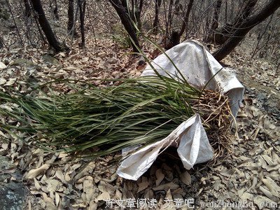  除却荆棘种蕙兰