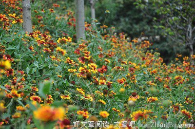 篱笆也有温暖的回应
