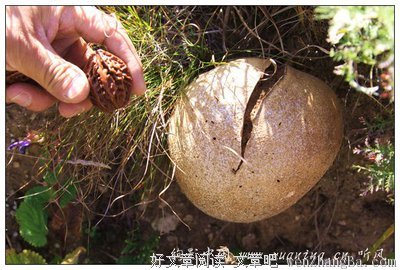 马勃菌的措施