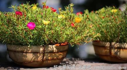 我不哭，因为春光有限
