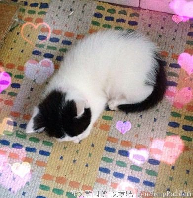 我和楼下流浪猫的故事