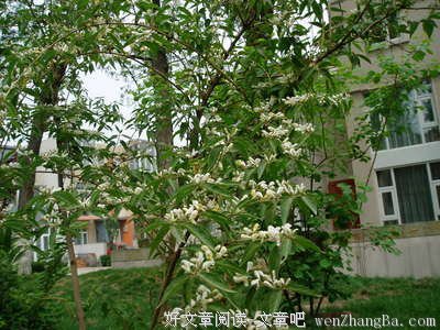 花草树