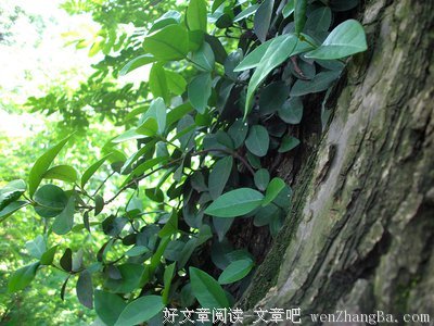 树懂人间事