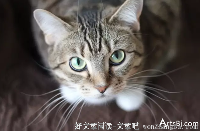 我与幸福之间，只差一只猫儿