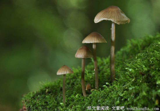 生机