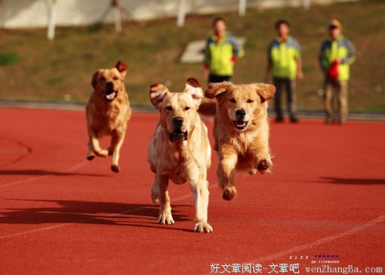 妻的导盲犬