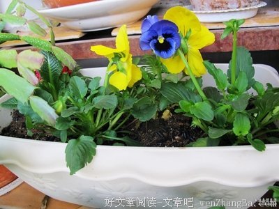 蝴蝶花怒放在我最疯狂的那年