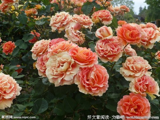  记得来时路上，铺满蔷薇花