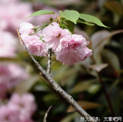旅行家