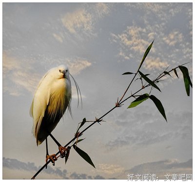 爱是一场寂寞的等待