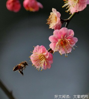 梅花引
