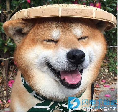  吓人的狗