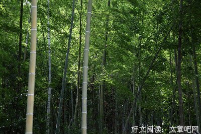 竹韵