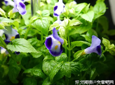 有盆花儿叫夏堇