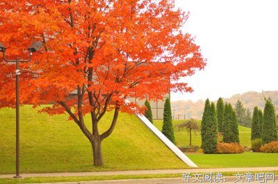 借生树