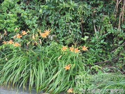  再见，黄花菜