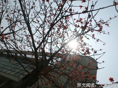  木棉花开