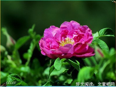  唱情歌