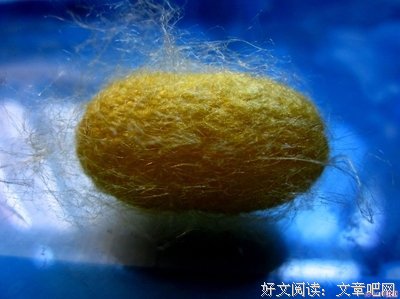  茧