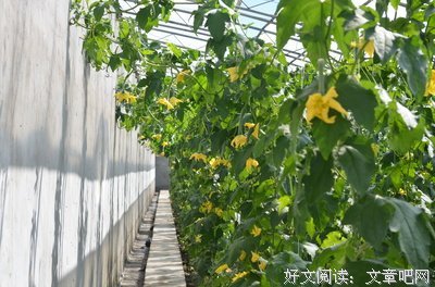 我们是如何走向平庸的