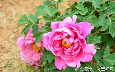 青春，请给我一碗辛辣鸡汤
