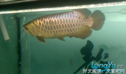 给一条龙鱼整容