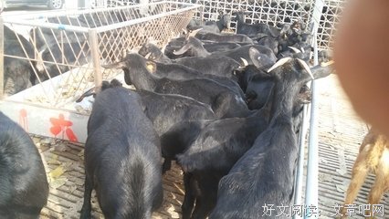 黑羊