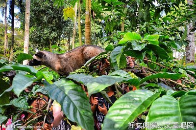  麝香猫的生命抗争